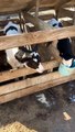 Cow Shows How He Earned His Name