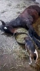 Fainéant ce cheval allongé se renverse son assiette de graines sur lui !