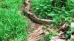 Ce paresseux est ami avec un serpent anaconda géant !