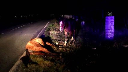 Ölen arkadaşının başında bekledi