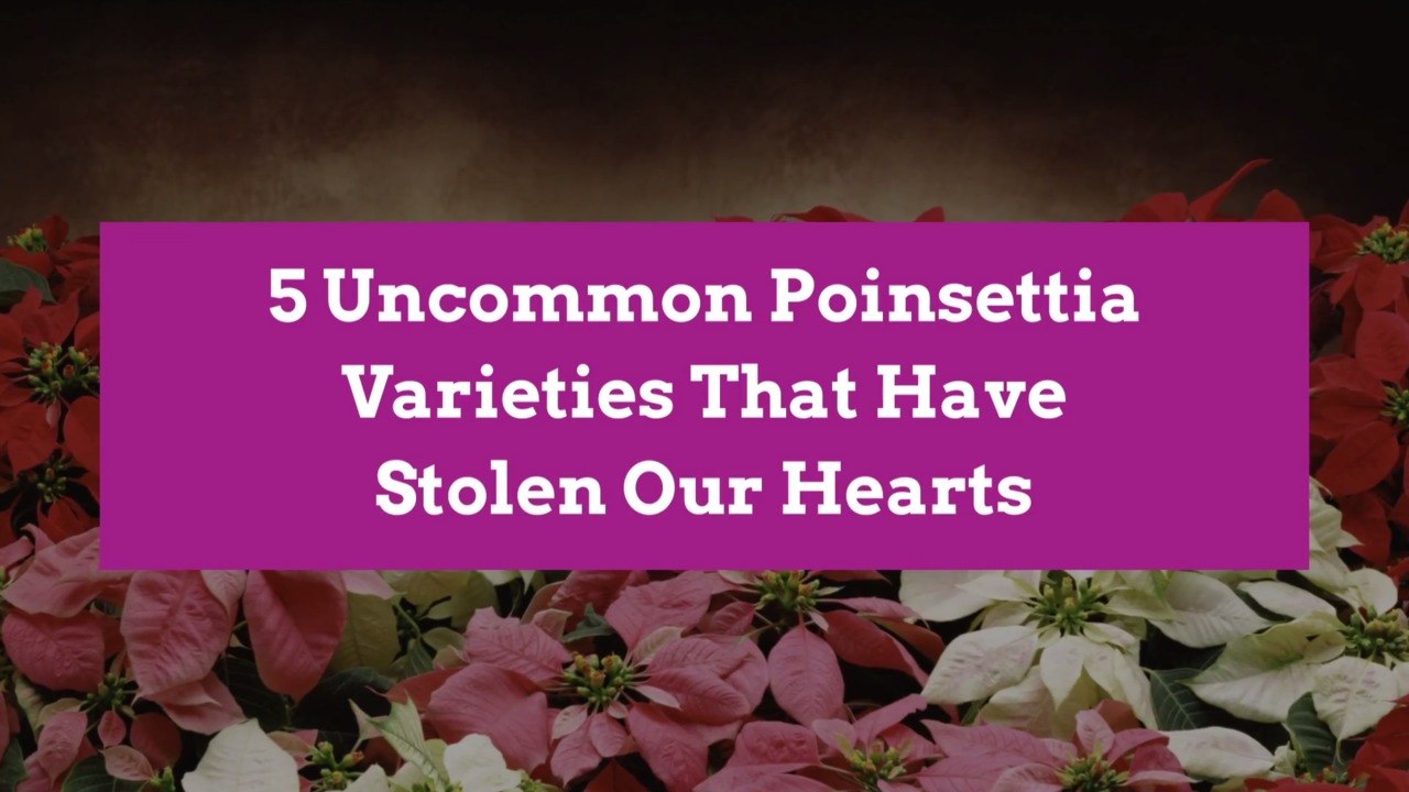 5 Uncommon Poinsettia Varieties That Have Stolen Our Hearts