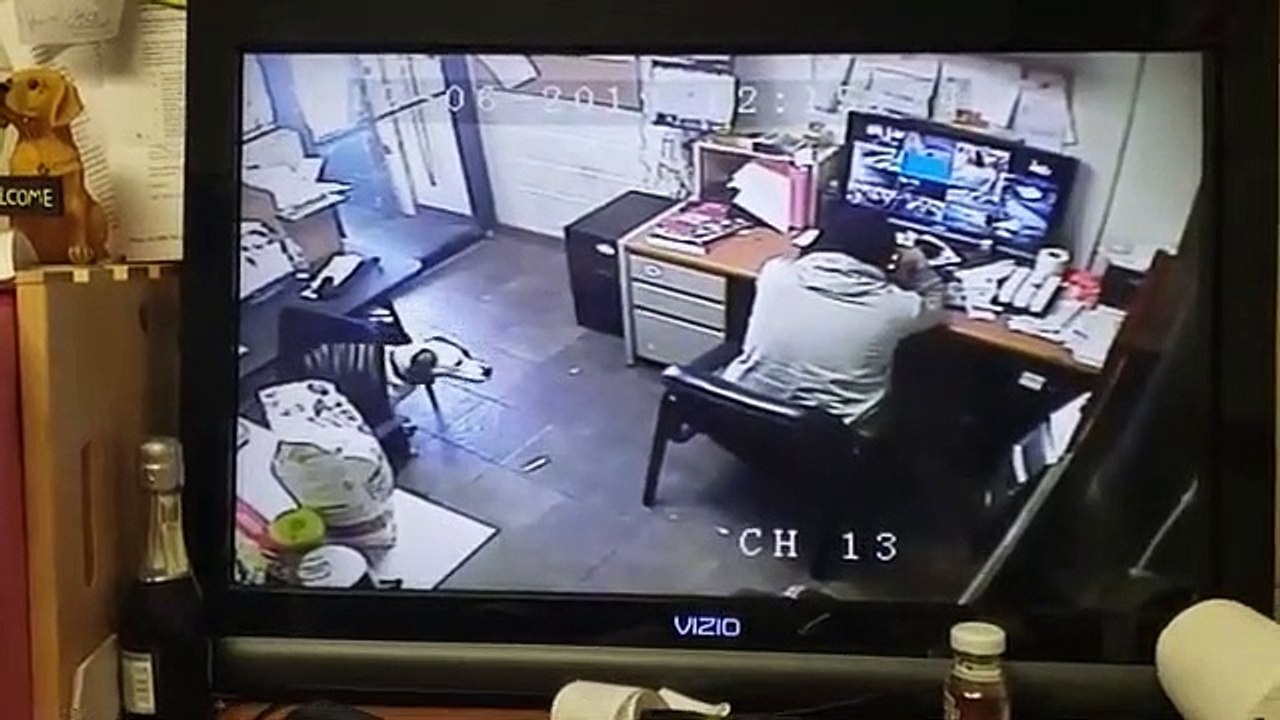 Ce chien adorable déplace une chaise pour s'asseoir à coté de son maitre