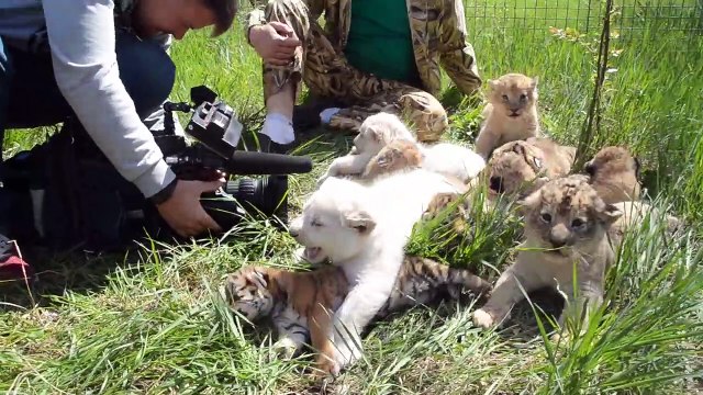 Une dizaine de lionceaux et tigrons jouent ensemble... Adorable