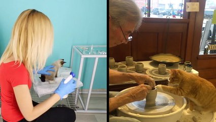 Kindhearted Volunteers Help Cats In Need