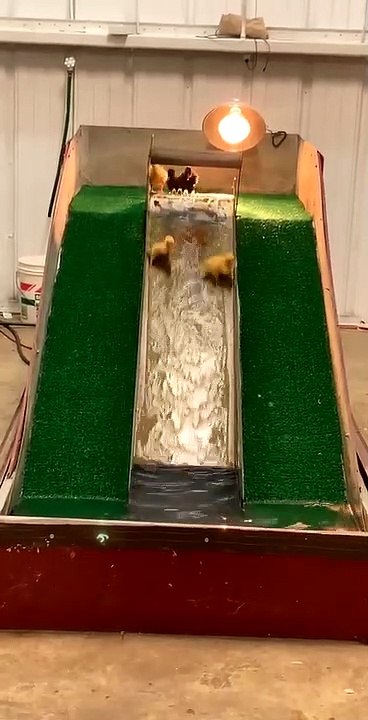 Baby Ducks Go Down Water Slide