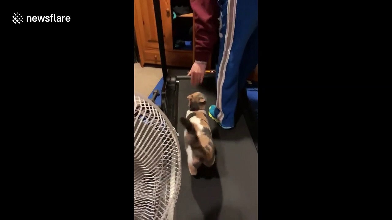 'Burning holiday calories!' Hilarious moment athletic KITTEN hops on a treadmill in Minneapolis