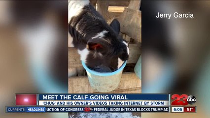 Meet the Bakersfield calf going viral on social media, his name is Chug