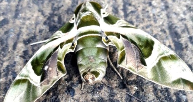 Dünyanın en hızlı kanat çırpan kelebeği Hatay'da görüntülendi