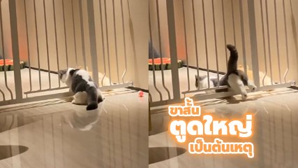 ตูดใหญ่ และ ขาสั้น ไม่ใช่แค่ปัญหาของคนอย่างเดียว เจ้าเหมียวก็เช่นกัน