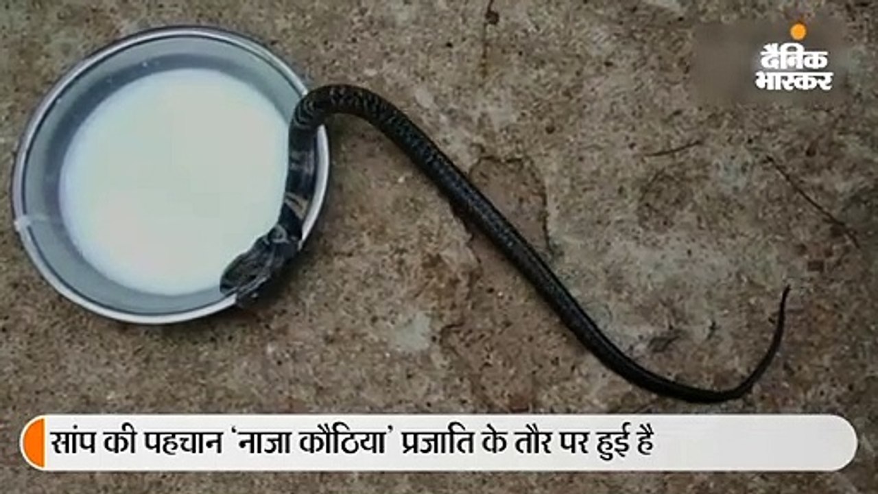 मिदनापुर में मिला दो सिर वाला सांप