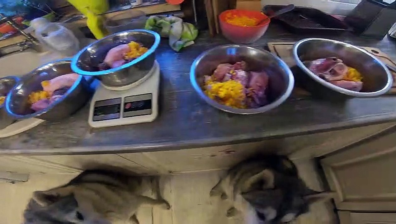 5 huskies show their endurance and obedience. Wait, lookatme and Yes