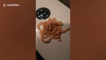 Thai man horrified after pulling a giant, moving tapeworm out of his backside