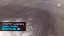 Marmara Denizi'ndeki yunus balıkları tekneye eşlik etti