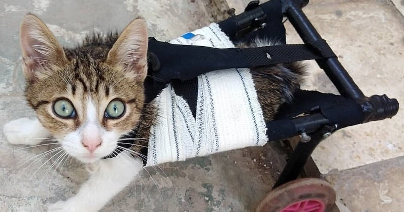 Ce jeune homme de 23 ans vient en aide aux animaux handicapés à qui il crée des appareils avec des objets de récupération