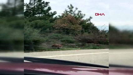 Tekirdağ yola çıkan tilkiyi besledi