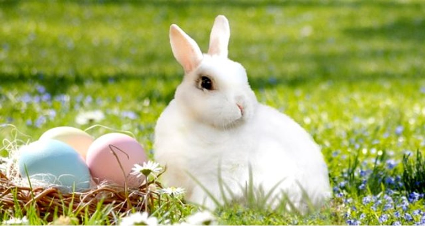 Rüyada hayvan görmek, rüyada domuz görmek, rüyada kurbağa görmek, rüyada karınca görmek, rüyada tavşan görmek rüya tabiri nedir? Rüya tabirleri