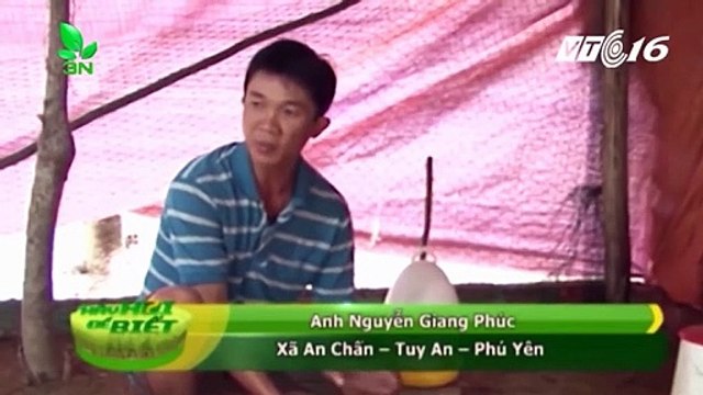 Phóng sự Đêm lót sinh học balasa tại phú yên - phòng bệnh cho mùa mưa