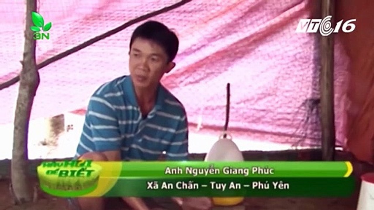 Phóng sự Đêm lót sinh học balasa tại phú yên - phòng bệnh cho mùa mưa