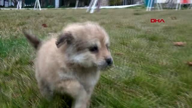 Konya enkazdan canlı kurtarılan ve 'mucize' adı verilen yavru köpek koruma altında