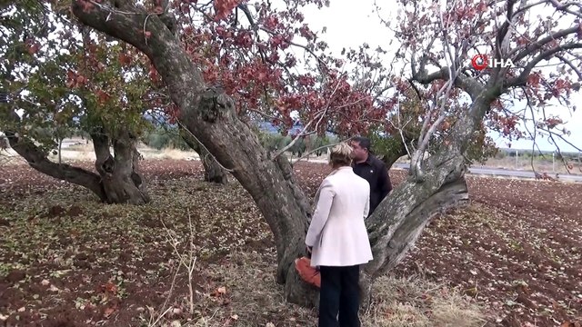 Türkiye’nin en yaşlı fıstık ağaçları Kilis’te bulundu