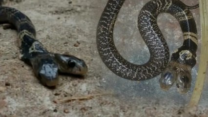 Two headed snake found in West Bengal