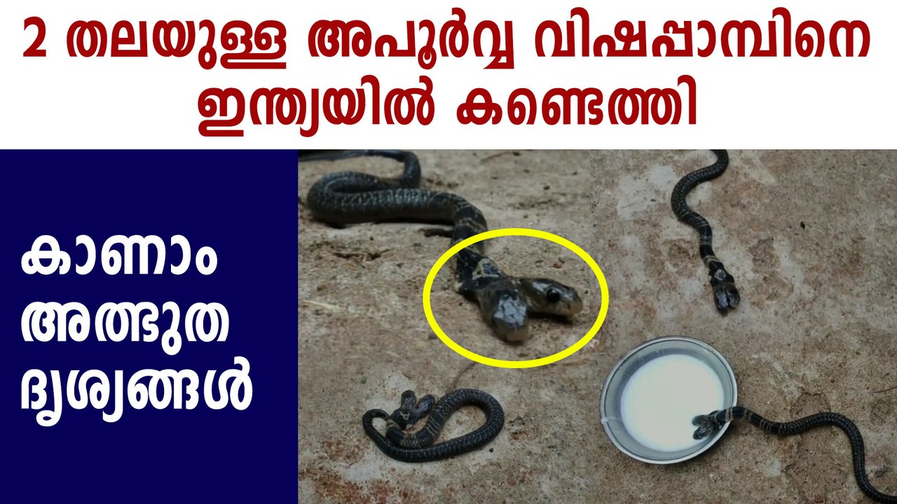 Two headed snake found in West bengal | Boldsky Malayalam