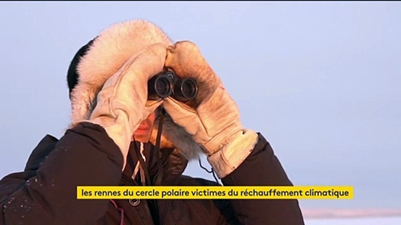 Climat : le réchauffement menace les rennes et leurs éleveurs en Laponie