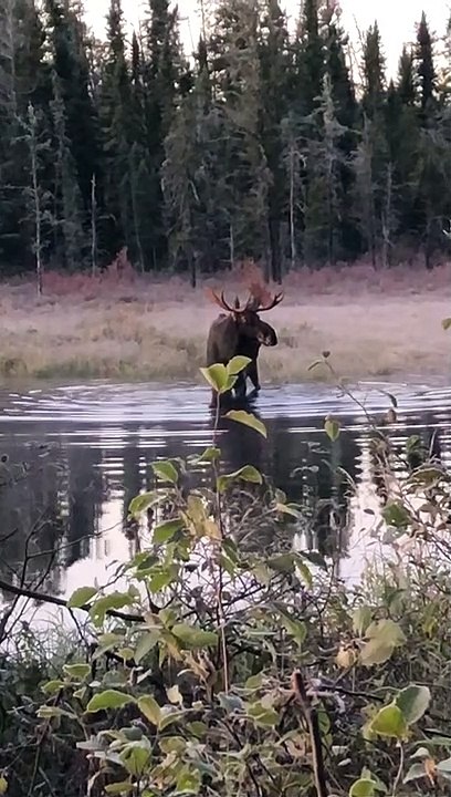 Incredibly Close Moose Encounter
