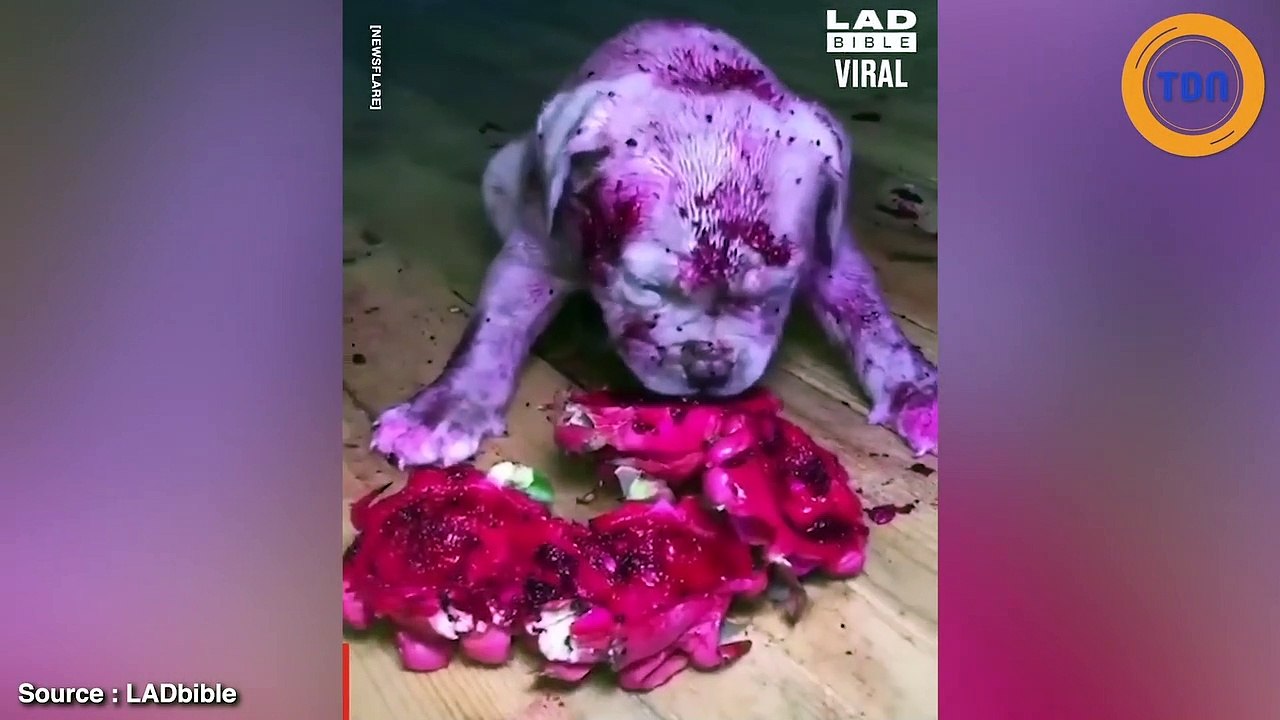 Il découvre son chien recouvert de sang et explose de rire quand il se rend compte qu'il s'agit seulement de jus de fruit du dragon