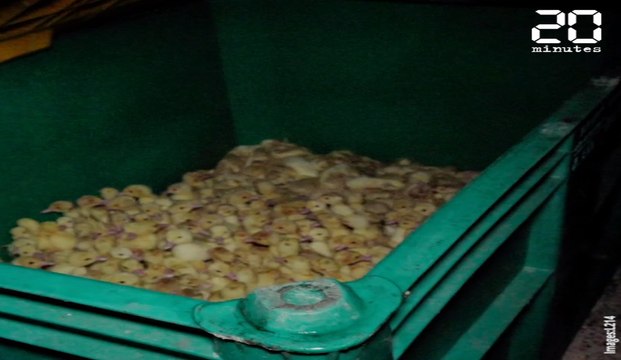 L214 diffuse des images de canetons jetés vivants à la poubelle