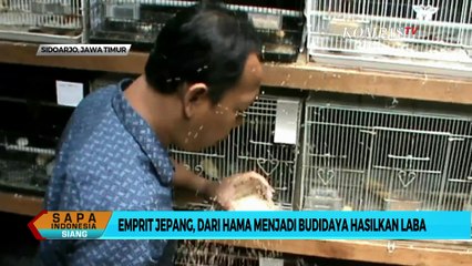 Meraup Laba dari Budidaya Burung Pipit Jepang