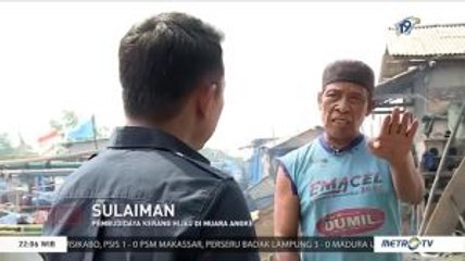 Kerang Hijau Dinyatakan Tak Layak Konsumsi, Ini Kata Nelayan
