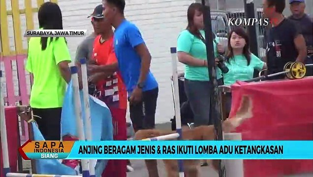 Menggemaskan! Aksi Anjing Berbagai Ras Adus Tangkas di Surabaya