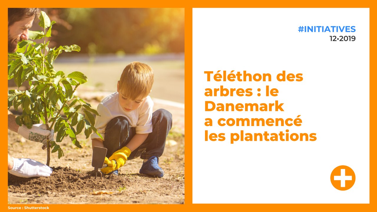 Téléthon des arbres : le Danemark a commencé les plantations