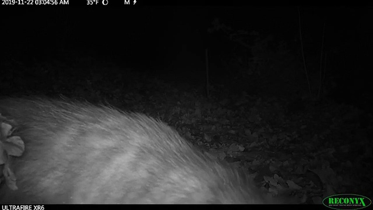 Un opossum transporte des feuilles