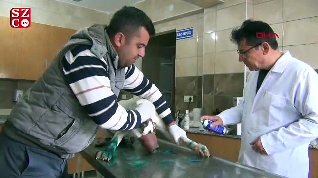 Köpeklere işkence eden 3 kişi gözaltına alındı!