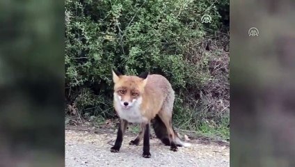Doğa kulübü üyesi, Çanakkale'de yola çıkan tilkiyi besledi