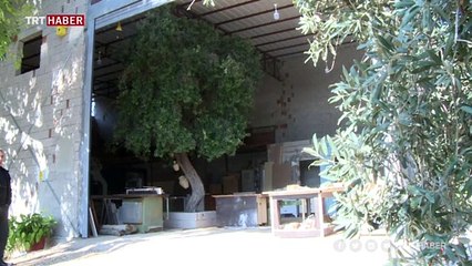 Marangoz atölyesinde asırlık zeytin ağacı