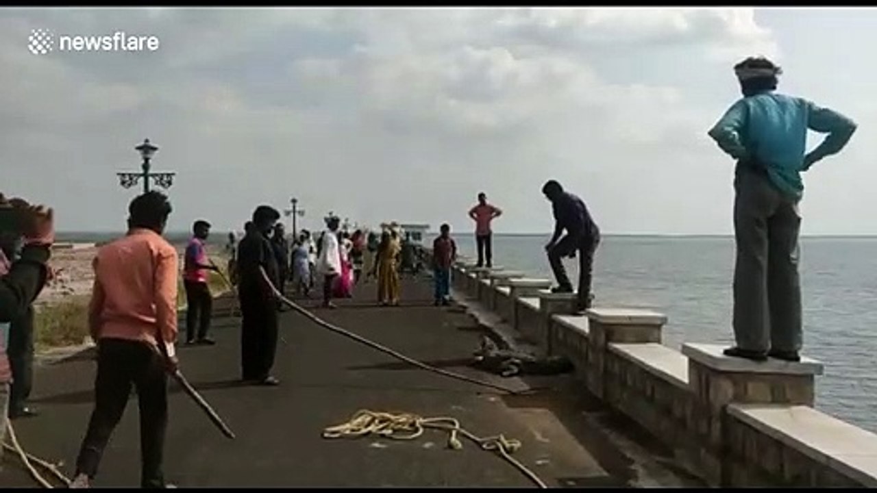 Crocodile returned to reservoir after scaling steep wall in India