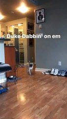 Dog Dabs On The Haters