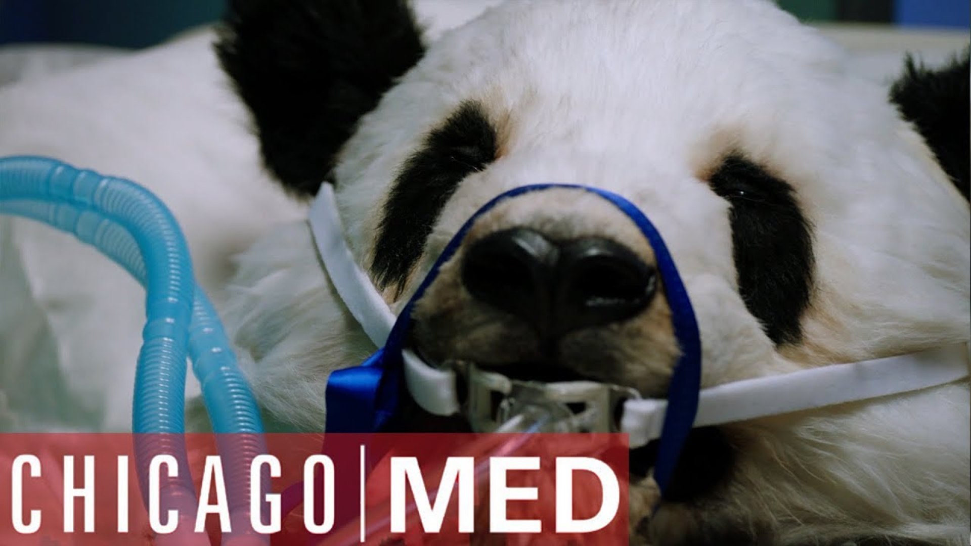 Dr Rhodes Operates On A Panda | Chicago Med - video Dailymotion