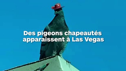 Le mystère des pigeons qui portent des chapeaux à Las Vegas