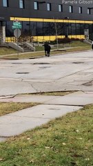 Cow Charges Towards People in Rockford