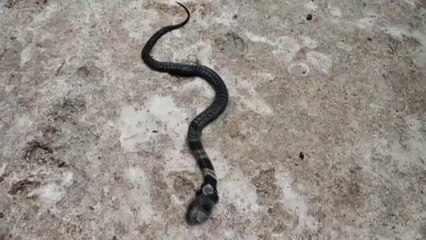 Aparece una serpiente bicéfala en India