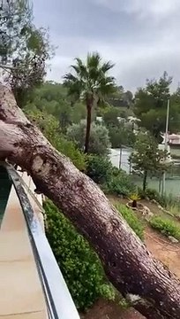 Arbre effondré dans la piscine et la maison ! Sympa les vacances !