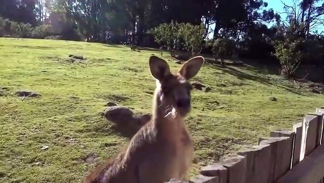 Ce male kangourou va tout faire pour rejoindre sa femme derrière la barrière...