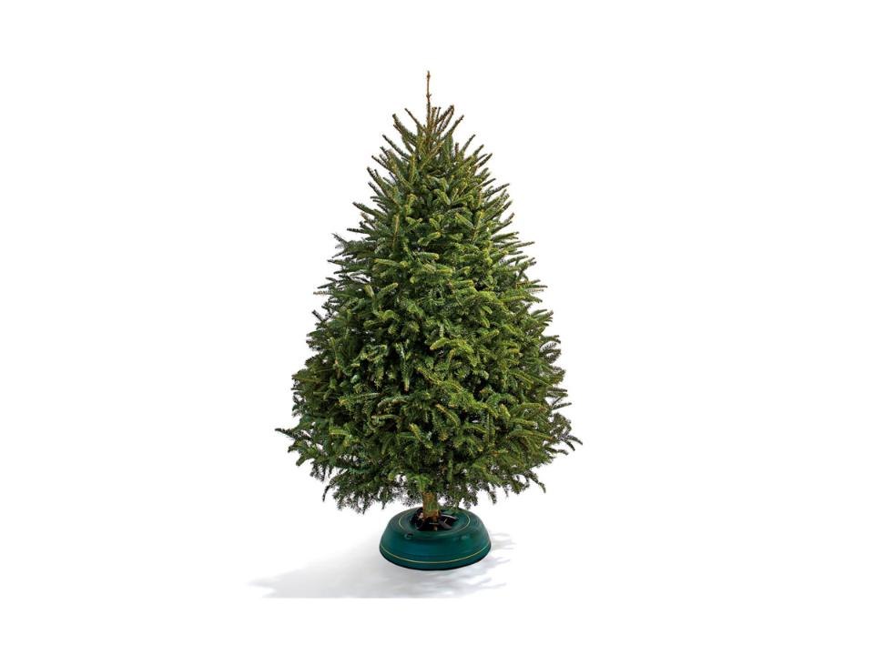 The Best Christmas Tree Ever!