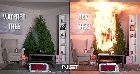 Voilà pourquoi il faut arroser son Sapin de noël