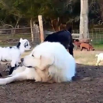 Ce chien a du mal à dormir à cause de toutes ces chèvres... Adorable