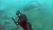 Un plongeur se fait percuter par un grand requin blanc